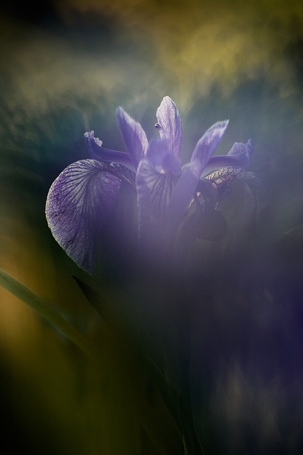 iris